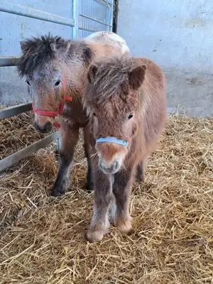 Shetlandpony Hengste 