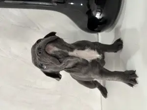 Auszugsbereit! Französische Bulldogge Welpen Blue Bild 5
