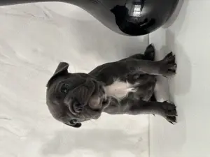 Auszugsbereit! Französische Bulldogge Welpen Blue Bild 4