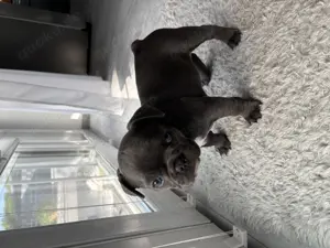 Auszugsbereit! Französische Bulldogge Welpen Blue Bild 7