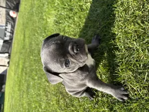 Auszugsbereit! Französische Bulldogge Welpen Blue Bild 6