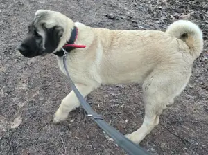 Kangal Reinrassig Welpe 