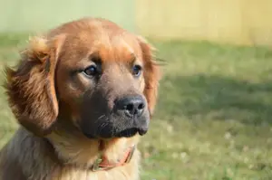 BROOKE, Golden Retriever Mischling (kastriert) SGB 650,00   