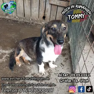 Tommy wartet seit 3 Jahren - wieso wird er immer übersehen?