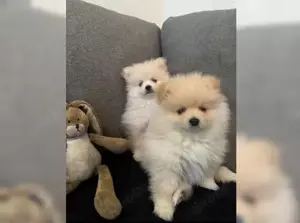 Zwergdspitz Pomeranian welpen!!