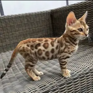 Bengal Babies   Elegant, verspielt & voller Charme!