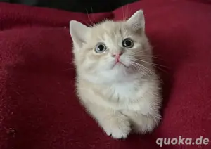BKH Kitten 