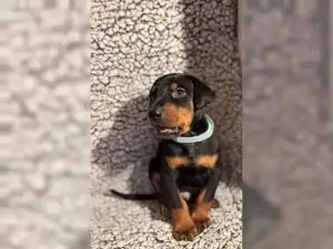 Typvolle Dobermann Welpen!!