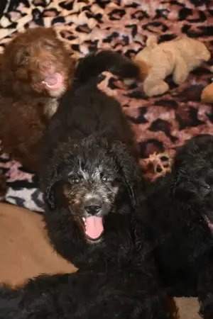 Zwei zauberhafte Bernedoodle Welpen (1m, 1w) suchen liebe Familien