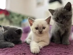 BKH-Kitten suchen ein neues Zuhause!