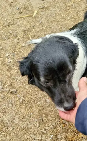 Junghund Maddox würde gern ausreisen Bild 8