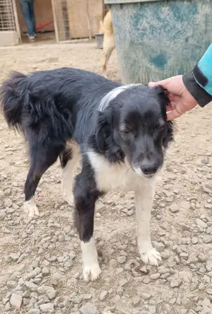 Junghund Maddox würde gern ausreisen Bild 6