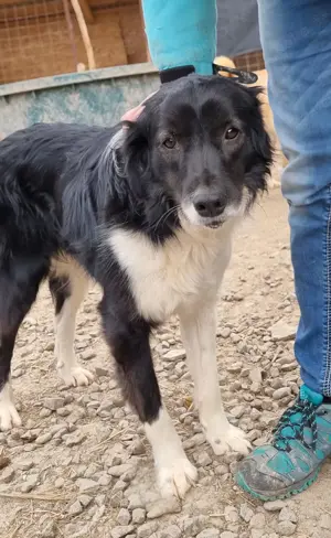 Junghund Maddox würde gern ausreisen Bild 7