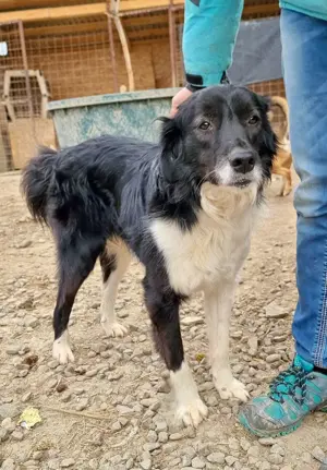 Junghund Maddox würde gern ausreisen Bild 5