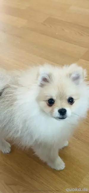 Pomeranian Zwergspitz, Welpen 