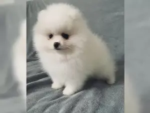 Wünderschöne Zwergspitz Pomeranian Welpen