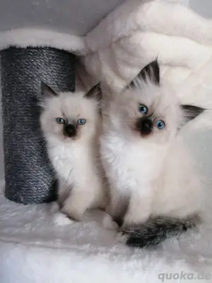 Heilige Birma Deckkater Bild 6