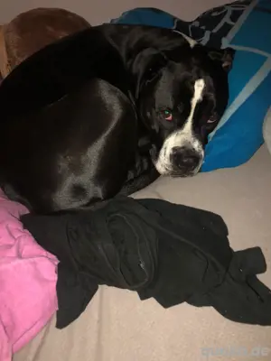 boxer Mischling 