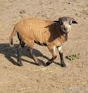 Kamerunschaf Bock