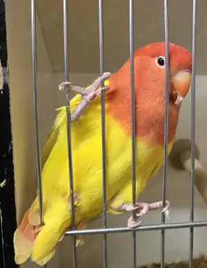 Wellensittiche und Rosenköpfchen abzugeben