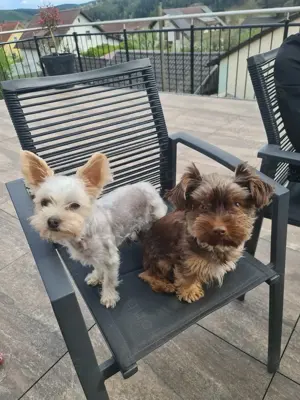 Zwei Yorkshire Terrier Rüden suchen neues Zuhause