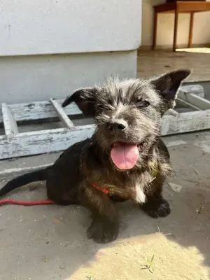 Bella sucht ein Zuhause