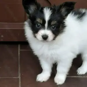 Papillon 1 Mädchen und 1 junge 