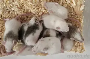 Vielzitzenmaus Jungtiere Handzahm! | VZM Maus | Vielzitzenmäuse Cinnamon Agouti BEW
