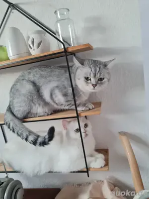 BKH Katzen
