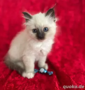 Heillige birma Ragdoll kitten 