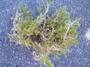 heimisches Moos lebend 1l für Terrarium Orchideen Stecklinge