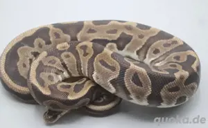 Königspython 0.1Leopard het Pied ZW 1500g DNZ 
