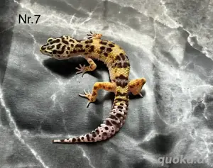 Leopardgeckos