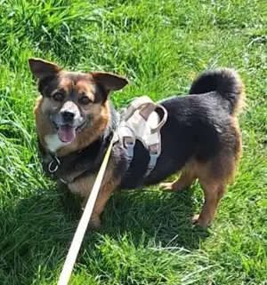 Katja, a.d.Tierschutz, ca 3 Jahre, ca. 30cm, sucht Happy-Home 