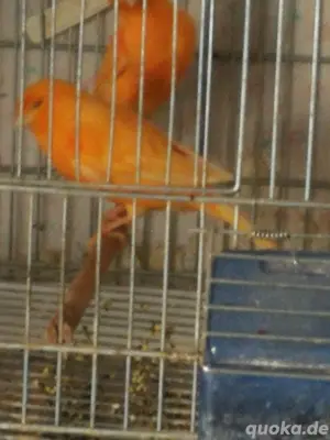 Kanarienvogel