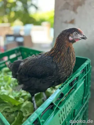 Marans Hennen schokoleger schwarz kupfer 