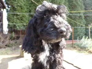 Cockapoo F1,Rüde 5 Monaten alt