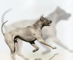 Thai Ridgeback Deckrüde zu verkaufen VDH FCI