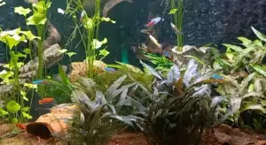 Platys und Guppis abzugeben