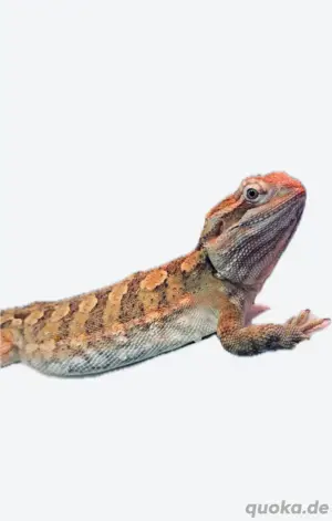 Zwergbartagame (Pogona henrylawsoni), weiblich