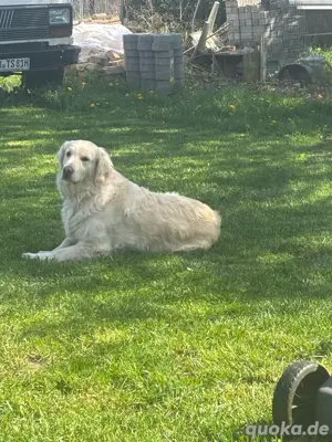 suche Golden Retriever Deckrüde