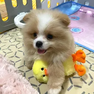 Pomeranian Welpen