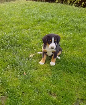 Entlebucher Sennenhunde Welpen