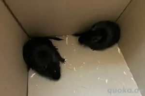 Degus - Degubabys