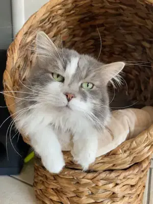 Sibirischer Kater Elvis