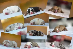 American Bully Welpen mit ABKC Papiere