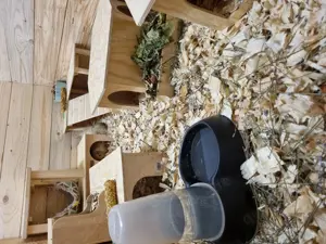 Meerschweinchen Zubehör zu verkaufen 
