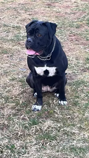 Cane corso Hündin 