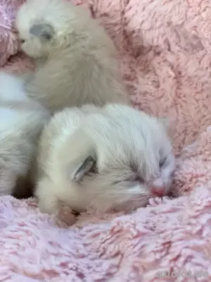 Reinrassige typvolle Ragdoll Kitten Babykatzen