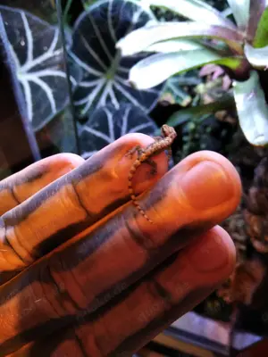 Jungferngeckos (Lepidodactylus lugubris) abzugeben!